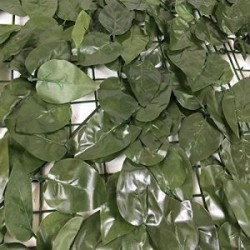 Stuoia edera Laurel Verde scuro  100x300 cm