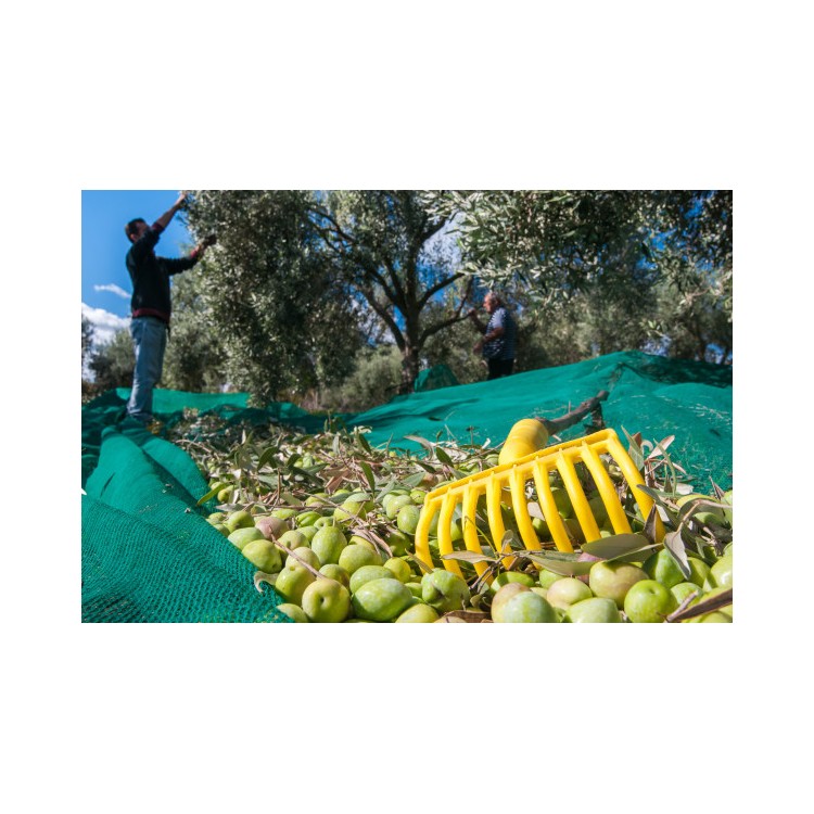 Rastrellino Olive a 9 denti