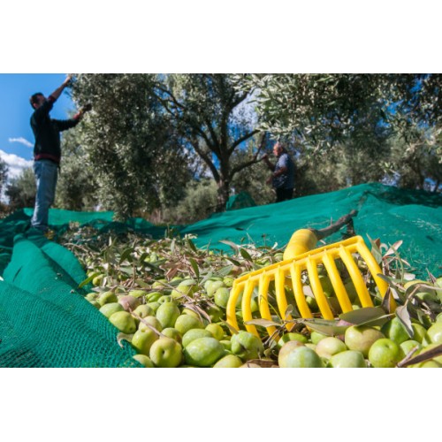Rastrellino Olive a 9 denti