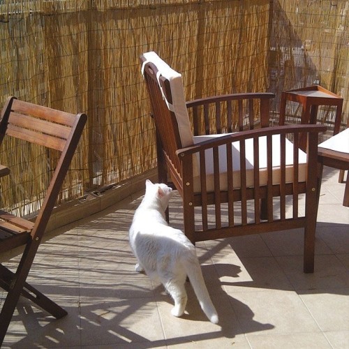 Canniccio Arella Stuoia  150x300cm